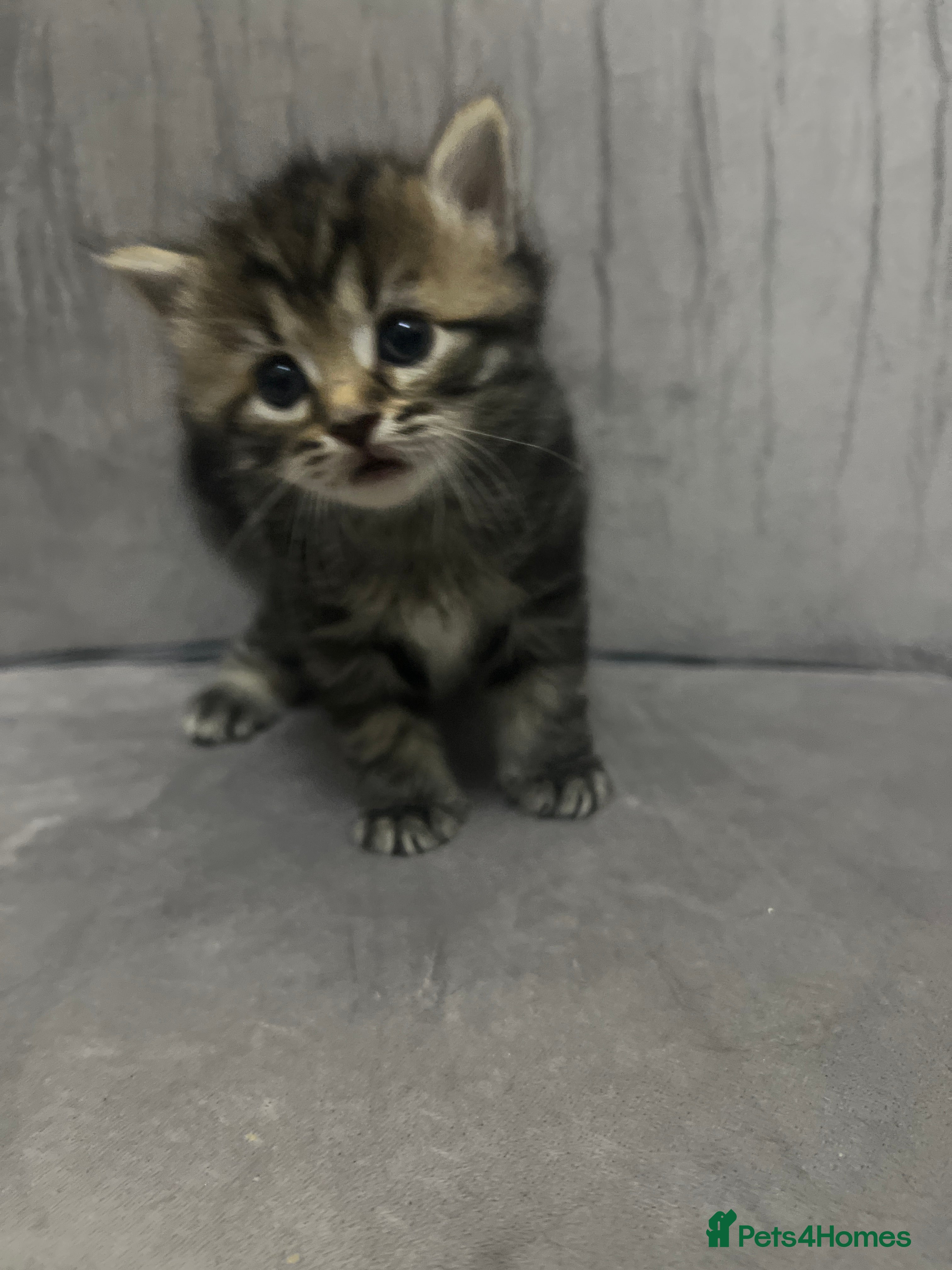 Mixed Breed cats for sale: Mixed Bengal kittens  - Advert 9