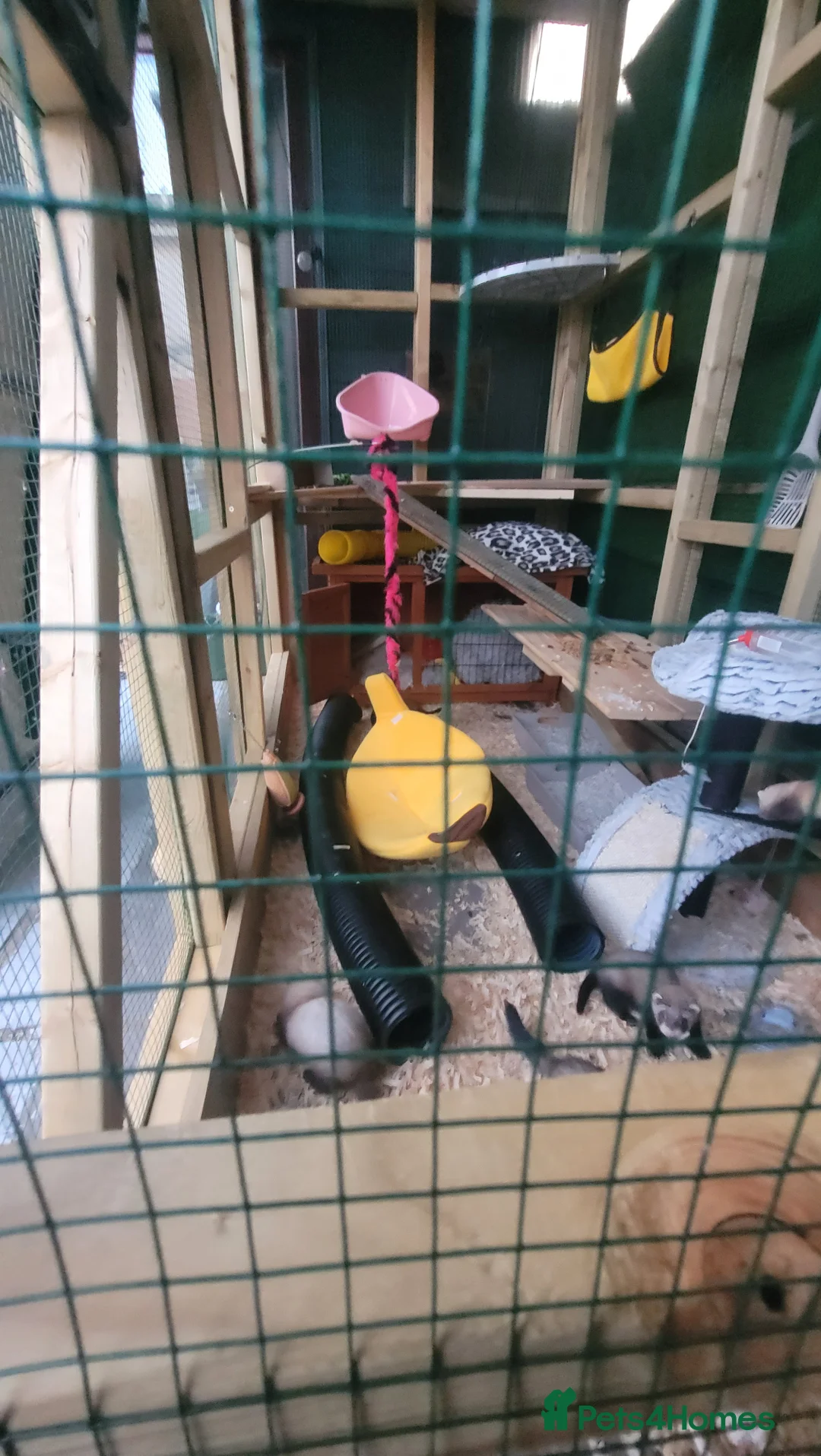 Ferret rodents for sale: 6 beautiful kits ready for new homes in Newport - Advert 2