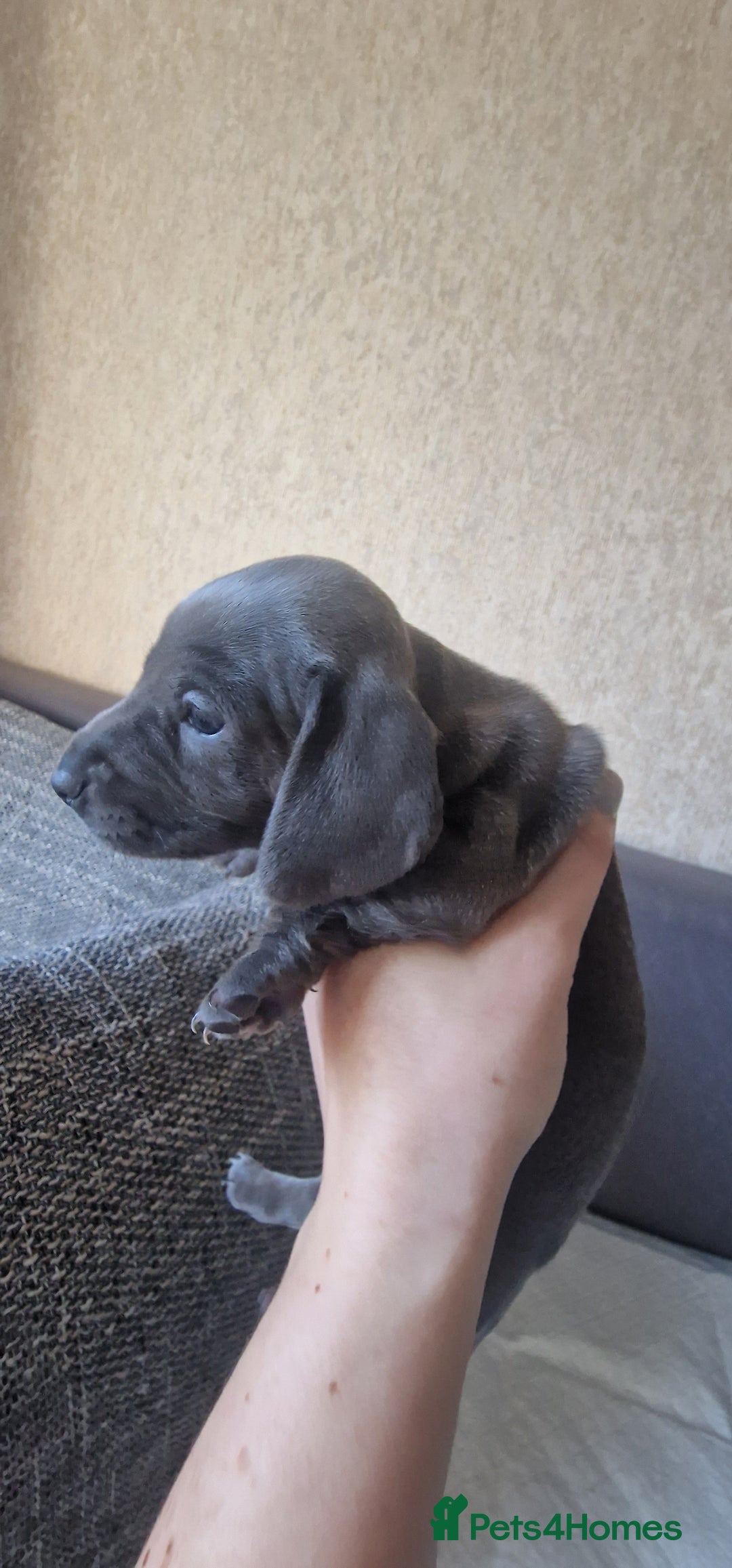 Dachshund dogs for sale: 2 girls and 1 boy miniature dachshund puppies  - Image 21