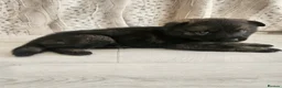 German Shepherd dogs for sale: Outstanding Pedigree German Shepherd Puppies - Advert 11