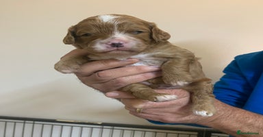 Cavapoo dogs - Advert 6