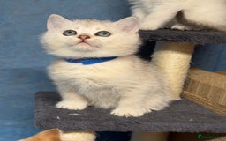 British Shorthair cats for sale: AdorableBritish shorthair silver/golden kitensTICA - Image 6