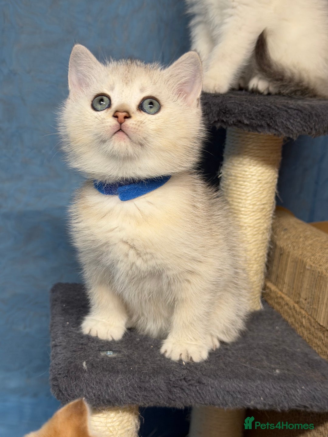 British Shorthair cats for sale: AdorableBritish shorthair silver/golden kitensTICA - Image 6
