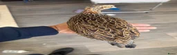 Pheasants poultry for sale: Black francolin females for sale  - Advert 4