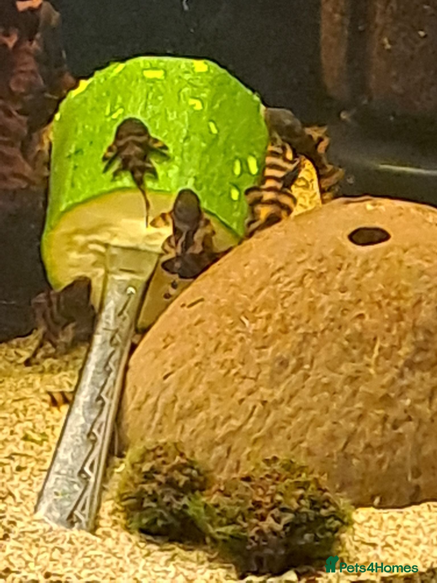 Plecos fish Endler guppies/Platys/Tiger plecos/Parrot fish - Advert 8