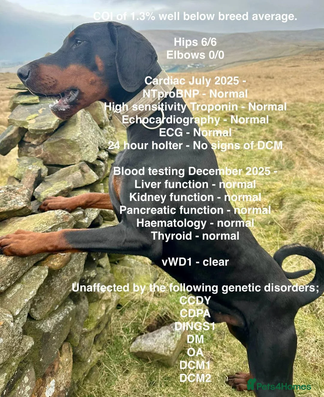 Dobermann dogs for sale: Litter due 12th April, now open for reservation  - Advert 13