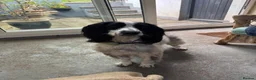 English Springer Spaniel dogs for sale: Beautiful English Springer Spaniel - Advert 3
