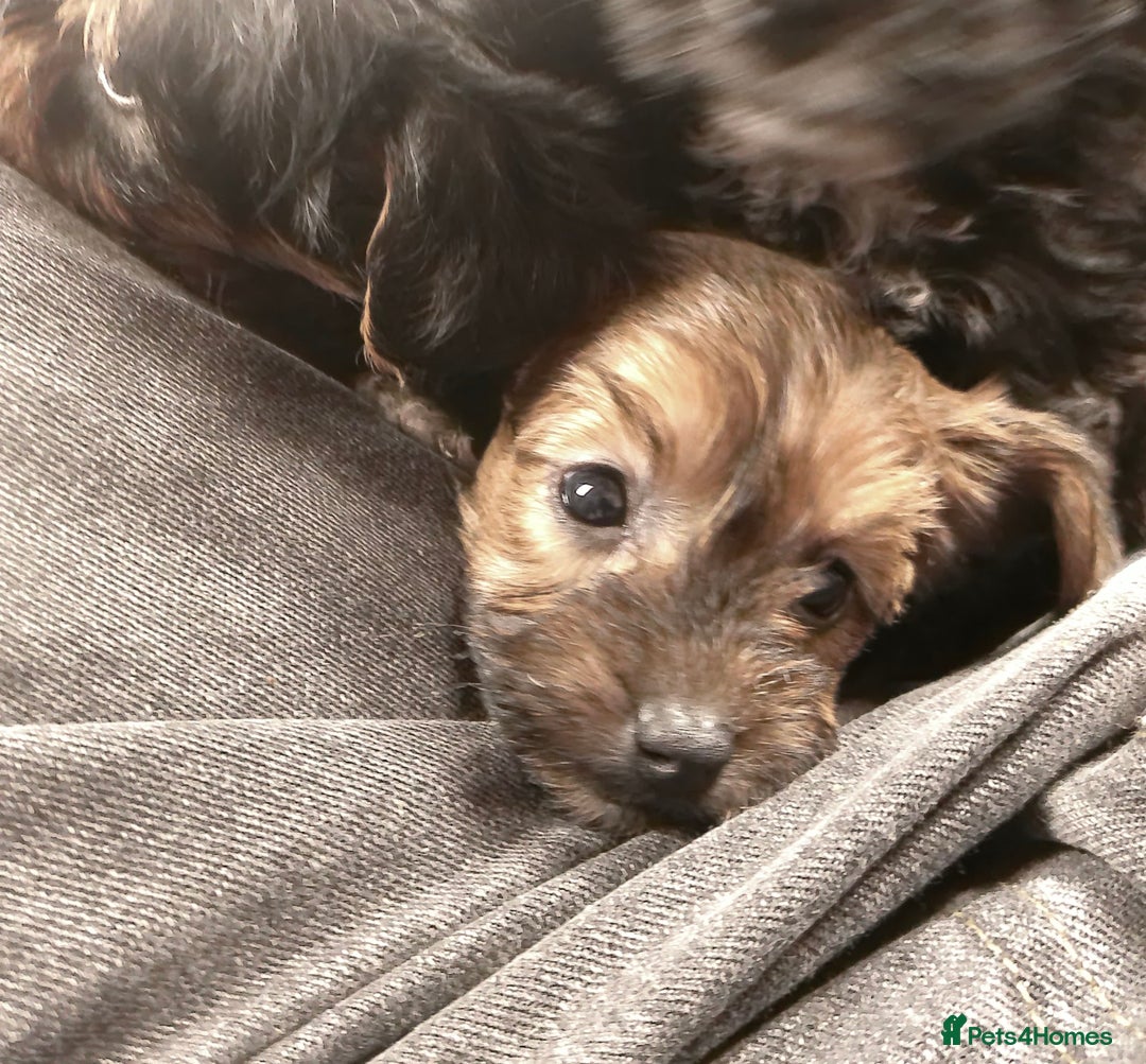 Yorkiepoo dogs for sale: Tiny Yorkipoos beautiful fluff balls puppies - Image 34