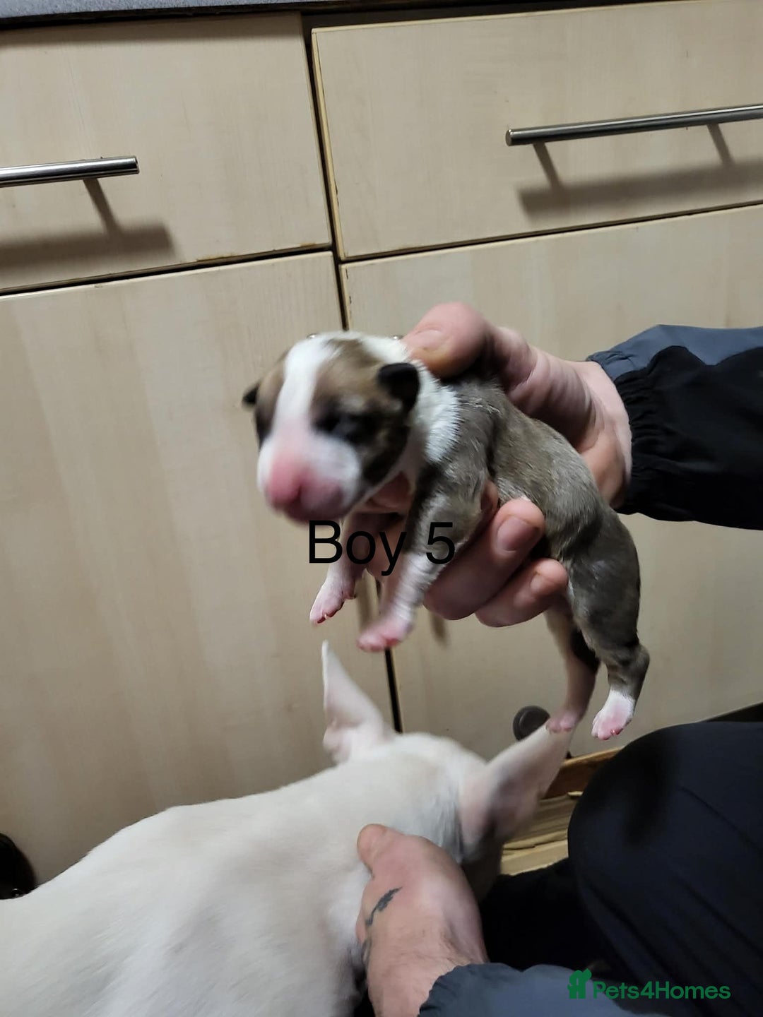 English Bull Terrier dogs for sale: English bull terrier puppies  - Advert 12