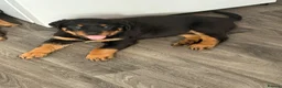 Rottweiler dogs for sale: Rottweiler puppies  - Advert 3