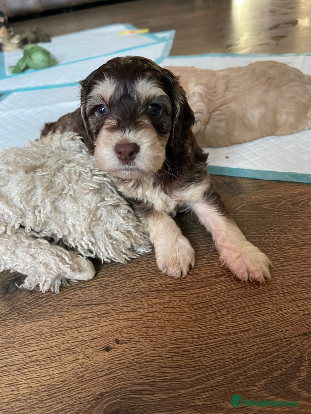 Cockapoo dogs for sale: Adorable F1 Cockerpoo puppies - Image 1