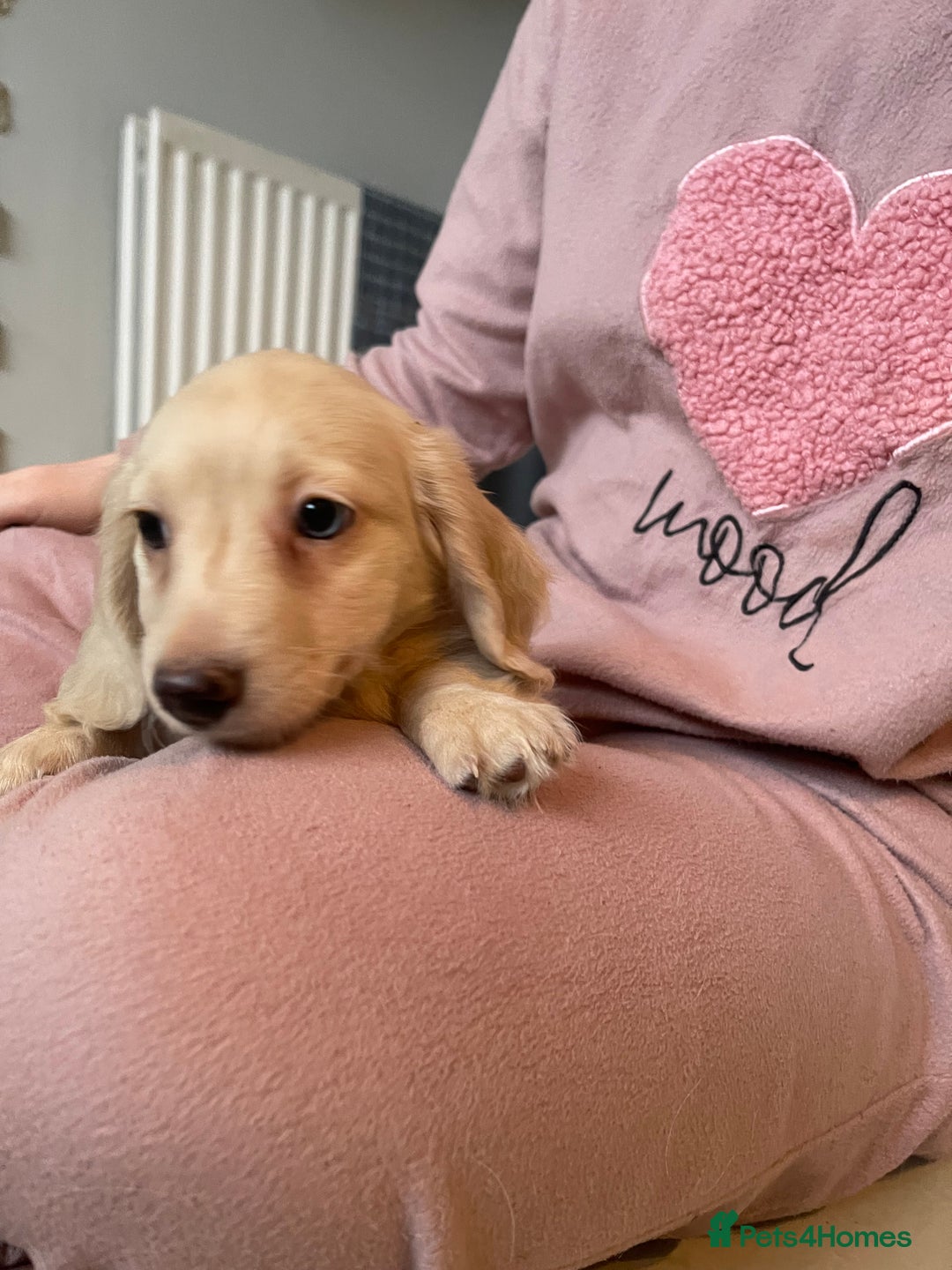 Miniature Dachshund dogs for sale: Kc pra clear mini long dachshund pups - Advert 3