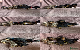 Miniature Dachshund dogs for sale: 🐾KC Reg Miniature Dachshund - READY NOW! 1 LEFT! - Image 7