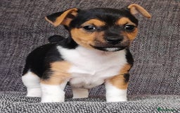 Jack Russell dogs for sale: Super quality vet docked working Jack Russells - Image 7