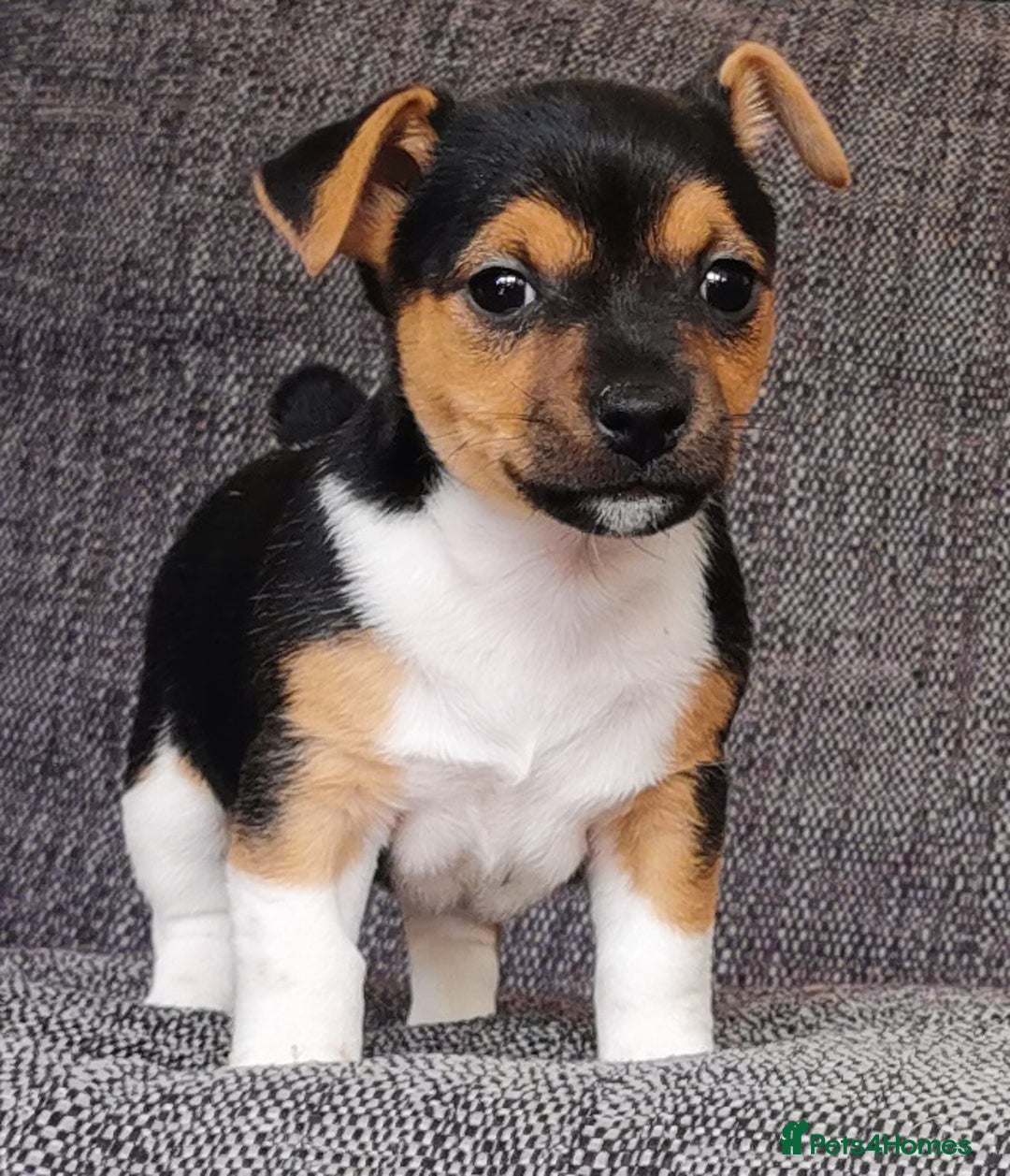 Jack Russell dogs for sale: Super quality vet docked working Jack Russells - Image 7