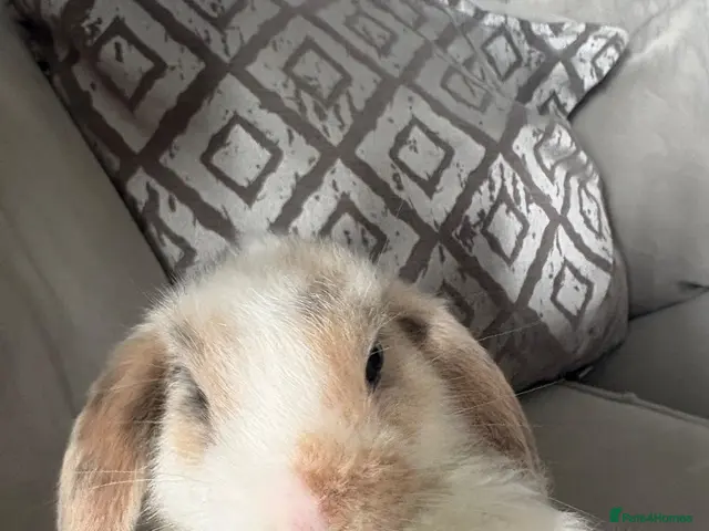 Mini Lop rabbits Mini lop harlequin rabbits - Advert 1