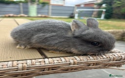 Netherland Dwarf rabbits for sale: 2 Netherland Dwarf Bucks ready to leave 11/08 - Image 5