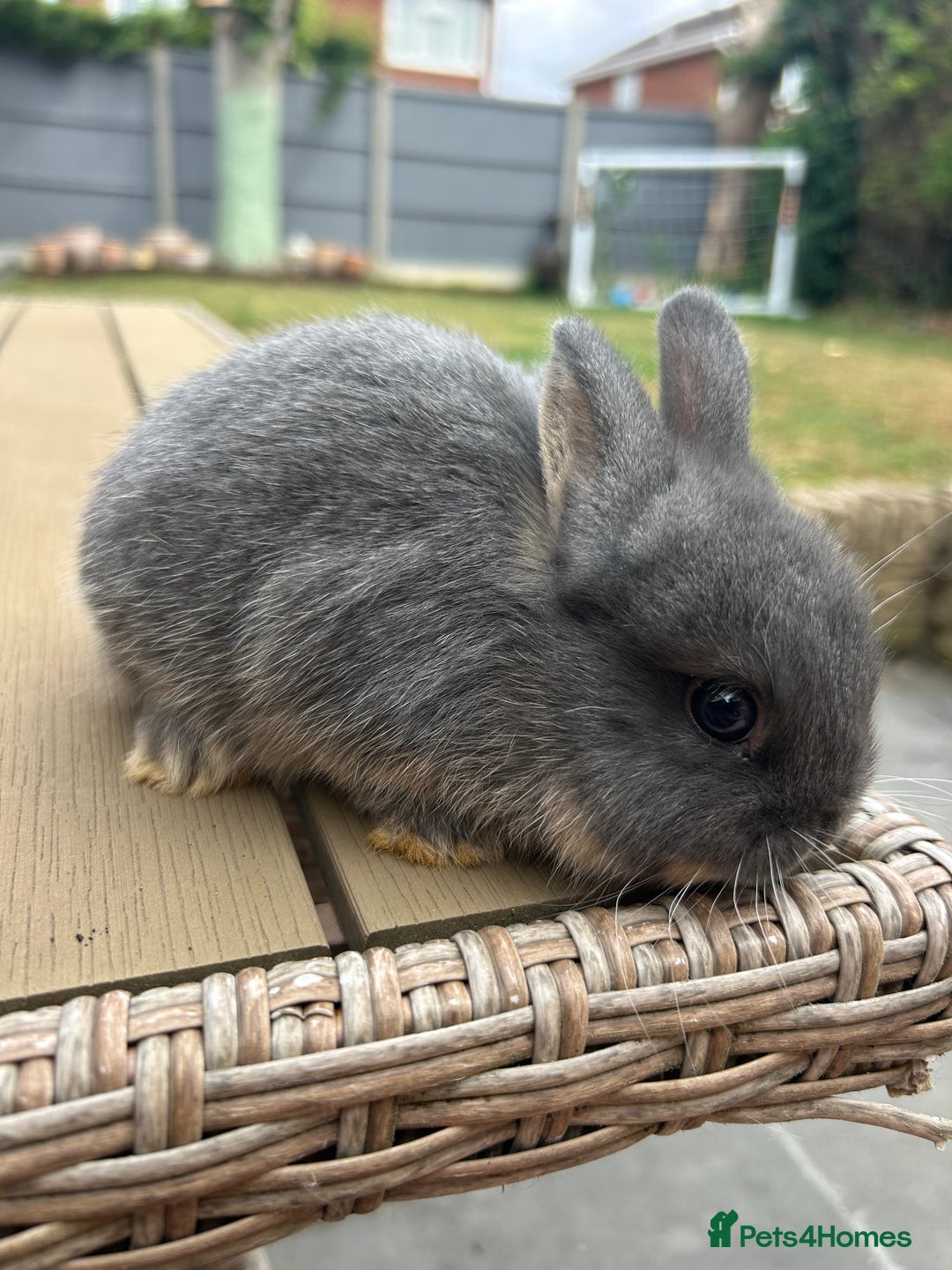 Netherland Dwarf rabbits for sale: 2 Netherland Dwarf Bucks ready to leave 11/08 - Image 5