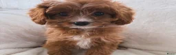 Cavapoo dogs for sale: Cavapoobabiesuk litter has arrived - Advert 6