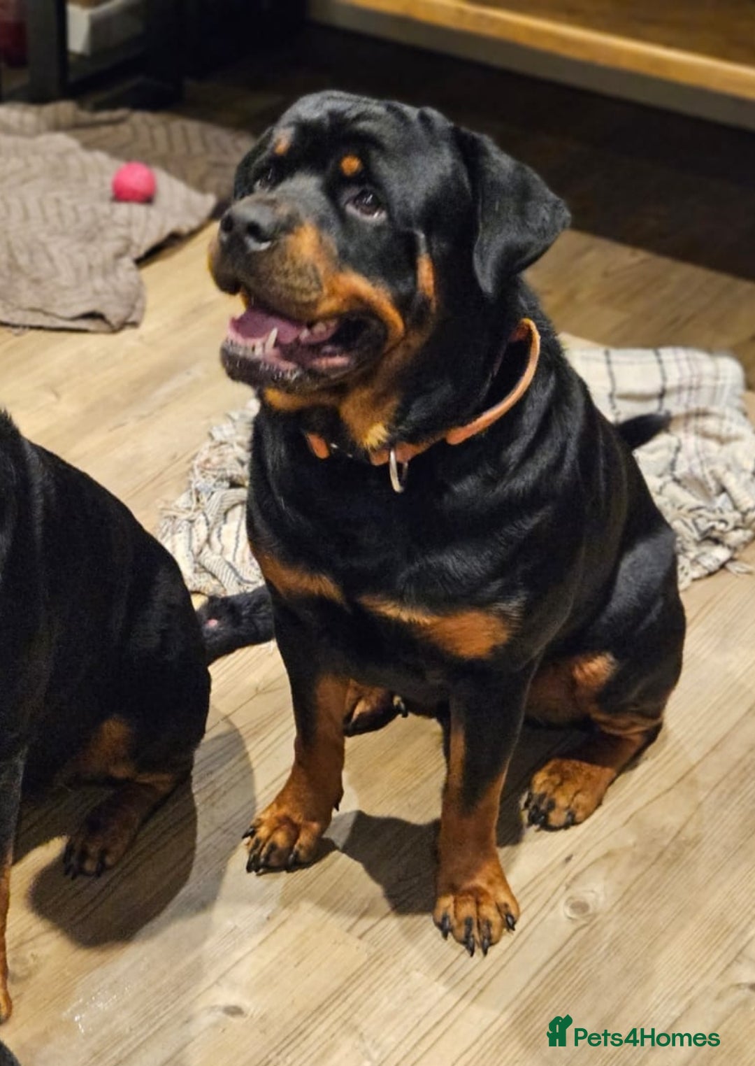 Rottweiler dogs for stud: Rottweiler Stud KC REGISTERED  in Buckingham - Image 4