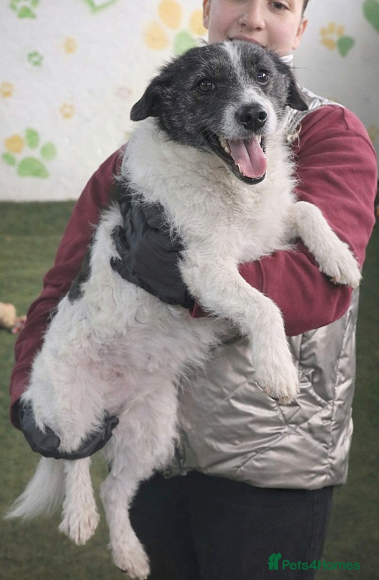 Mixed Breed dogs FROM the DEATH ROW TO DEVOTED MUM - Advert 17