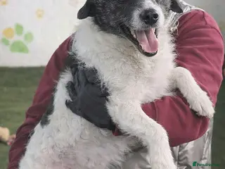 Mixed Breed dogs FROM the DEATH ROW TO DEVOTED MUM - Advert 17