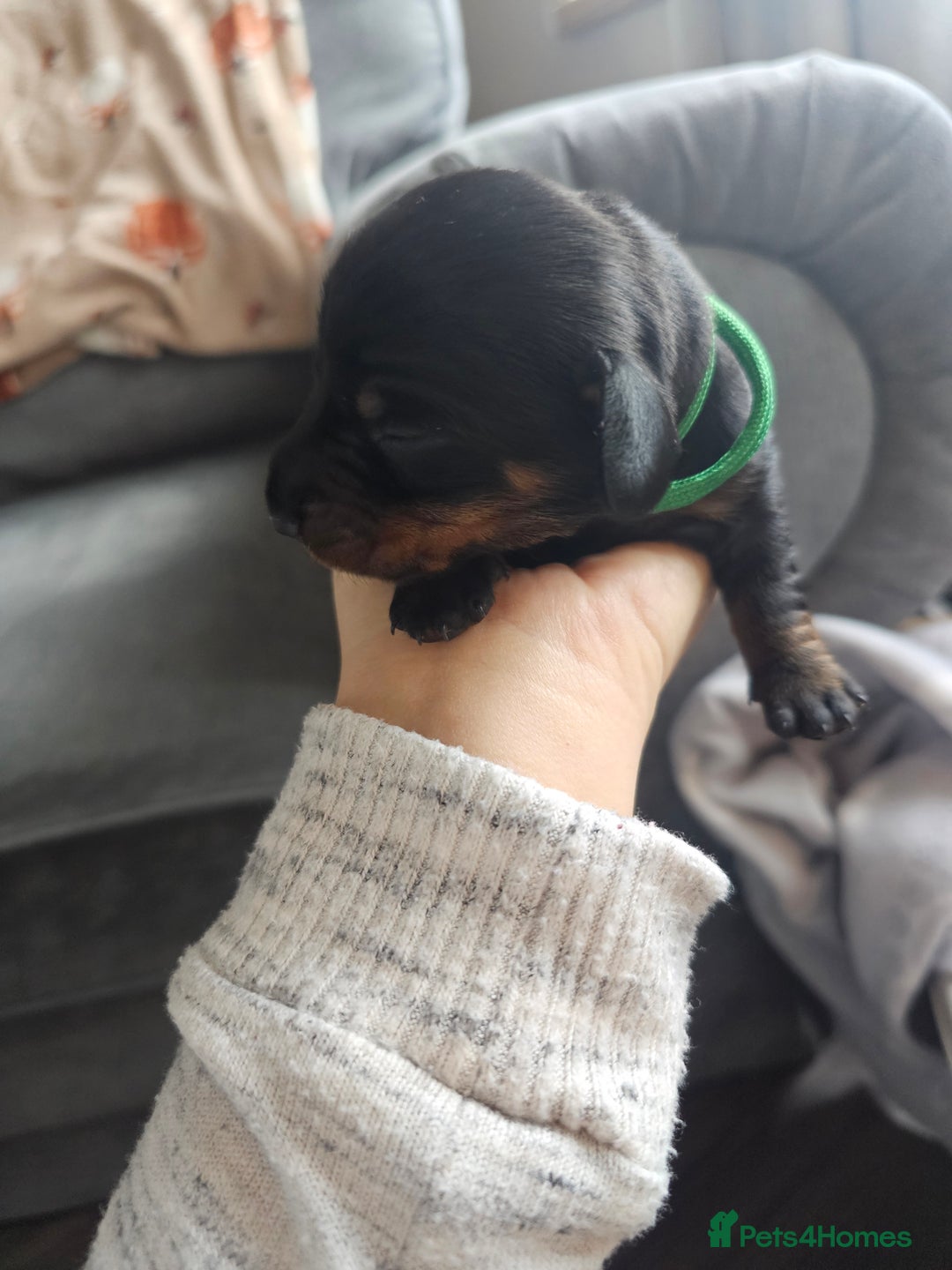 Dachshund dogs for sale: Beautiful Dachshund Puppies - Image 36