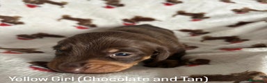 Yellow girl (Chocolate & Tan)