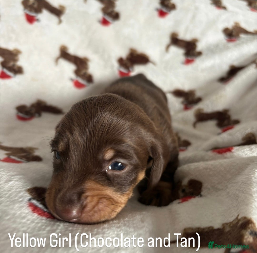 Miniature Dachshund dogs for sale: Last 2 Miniature Dachshund Pups Ready 23rd Dec! - Advert 30