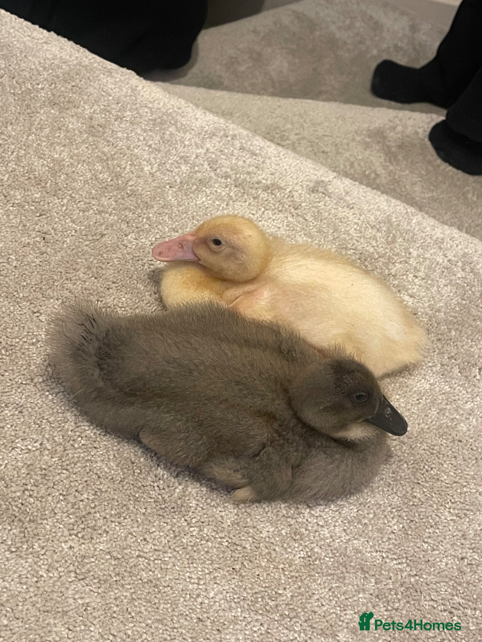Ducks poultry for sale: Ducklings for sale  - Advert 1