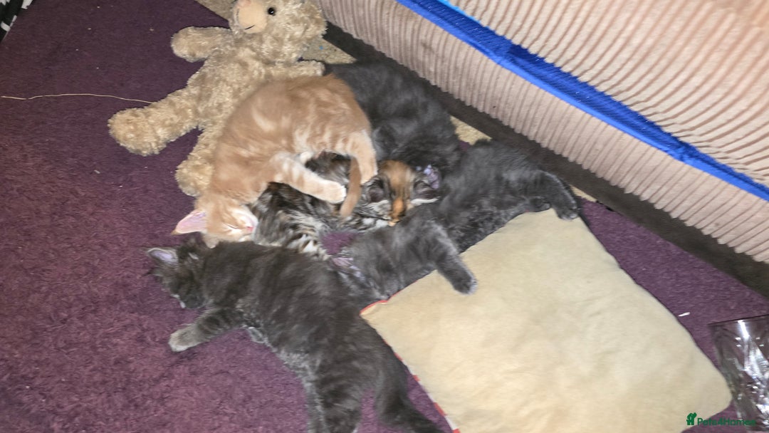 Maine Coon cats for sale: 5 beautiful maine coon ready to go - Advert 10