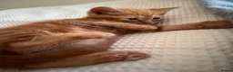 Ragdoll cats for sale: Handsome ginger Ragdoll X well handled boy kittens - Advert 9