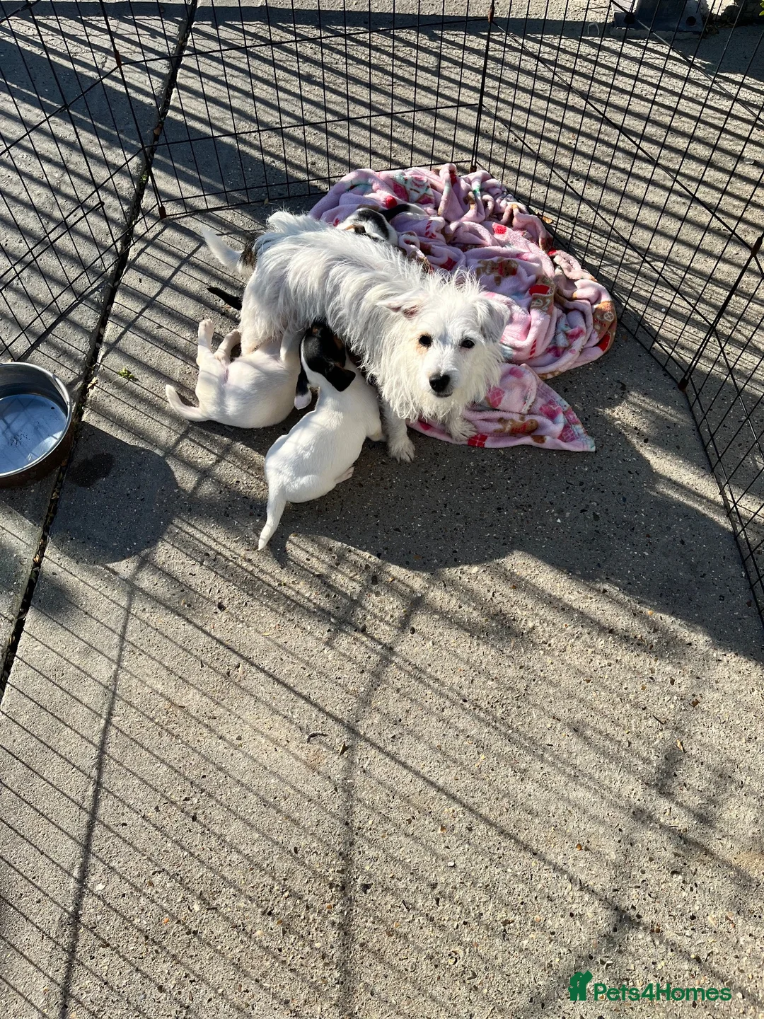 Jack Russell dogs for sale: Jack Russell's for sale in Slough - Advert 2