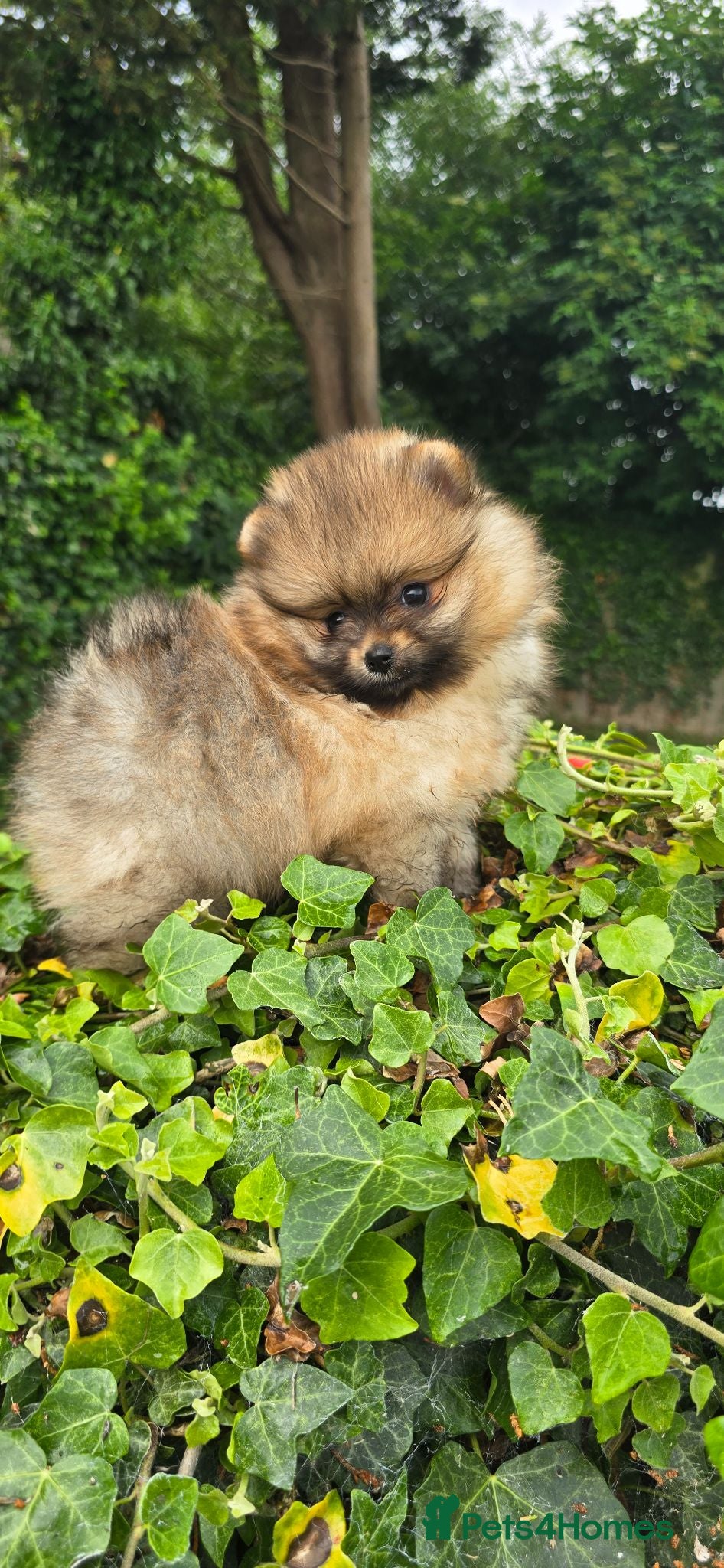 Pomeranian dogs *Beautiful male Pedigree pup* - Advert 1
