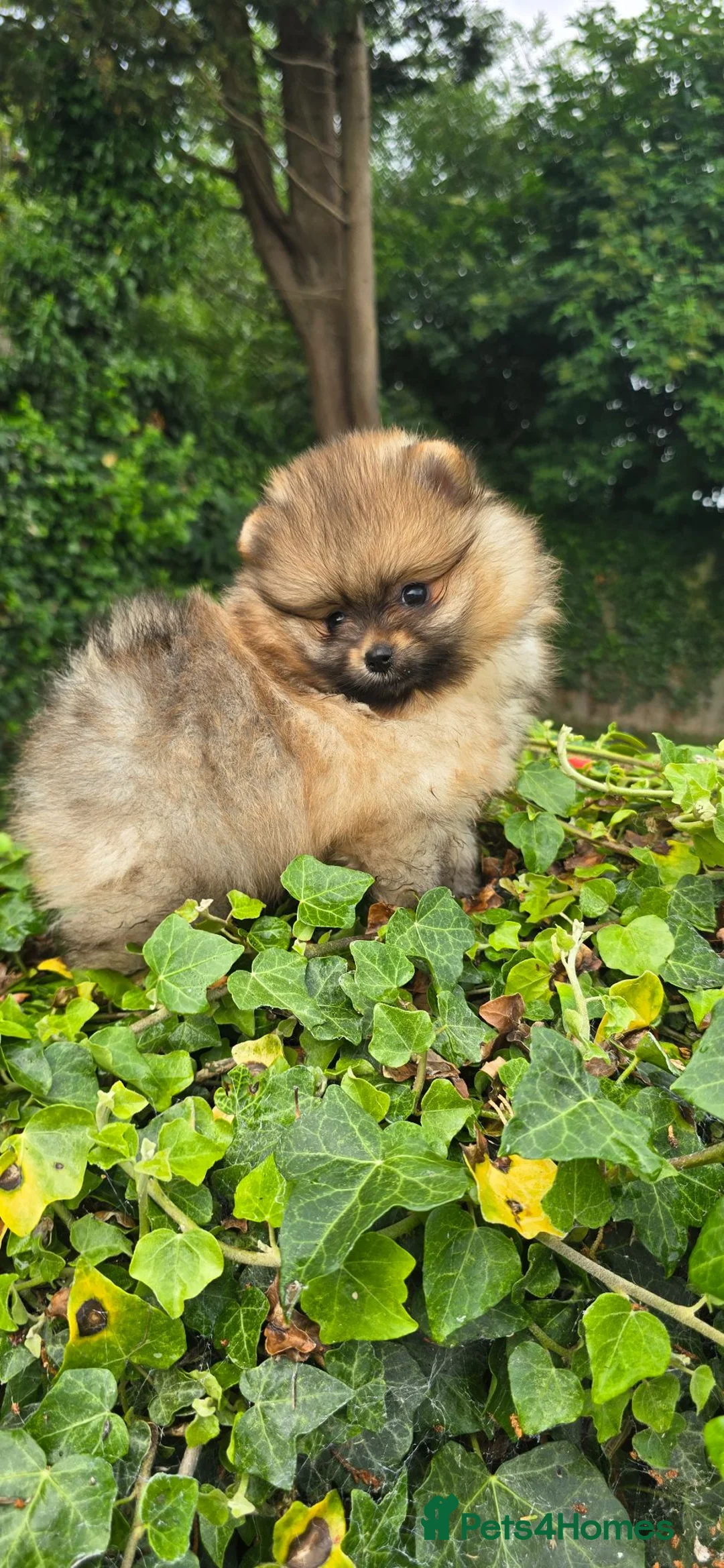 Pomeranian dogs for sale: *Beautiful male Pedigree pup* - Advert 1
