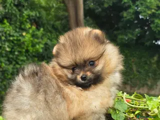 Pomeranian dogs *Beautiful male Pedigree pup* - Advert 9