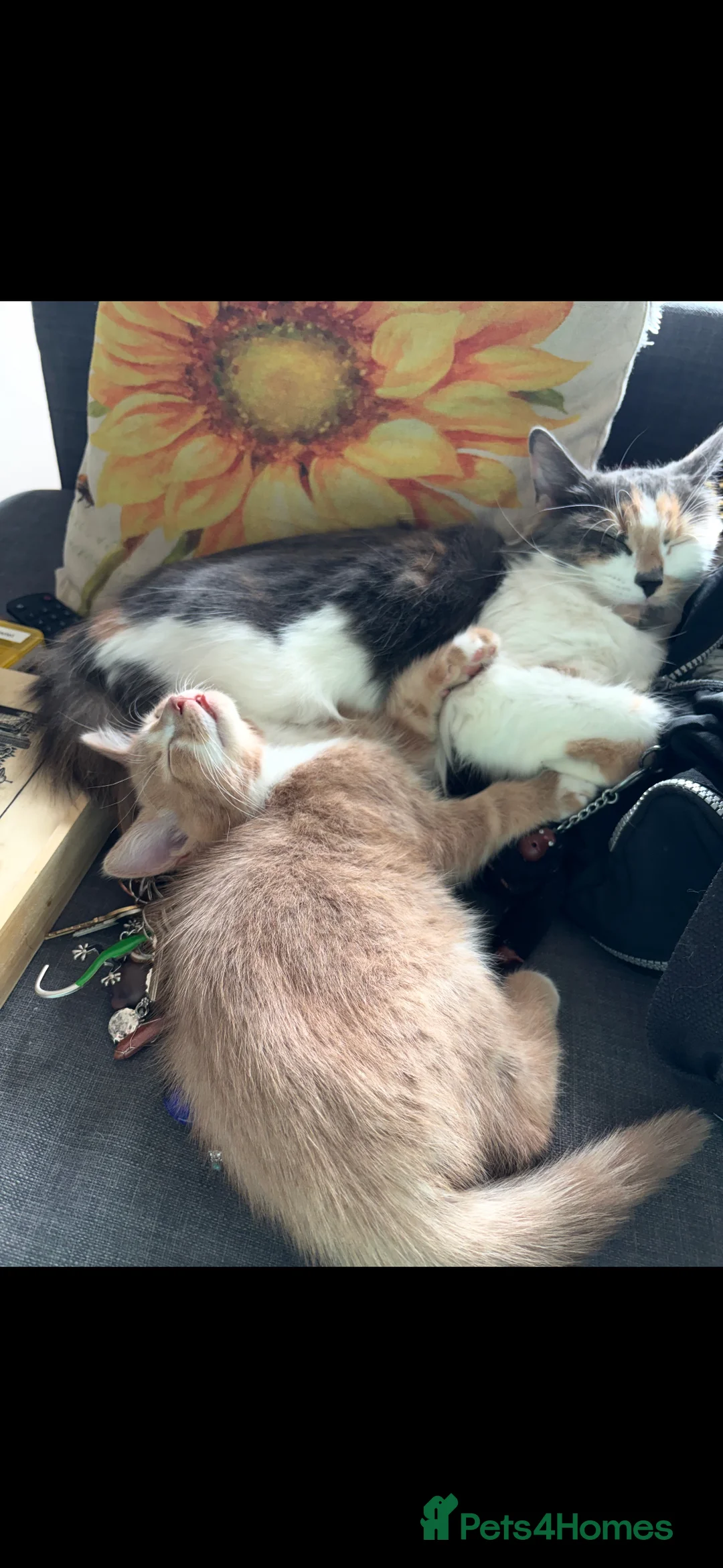 Mixed Breed cats for sale: Beautiful tan/ginger kitten in Pewsey - Advert 2