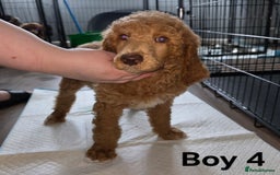 Standard Poodle dogs for sale: Standard Poodle Puppies READY TO LEAVE NOW  - Image 10