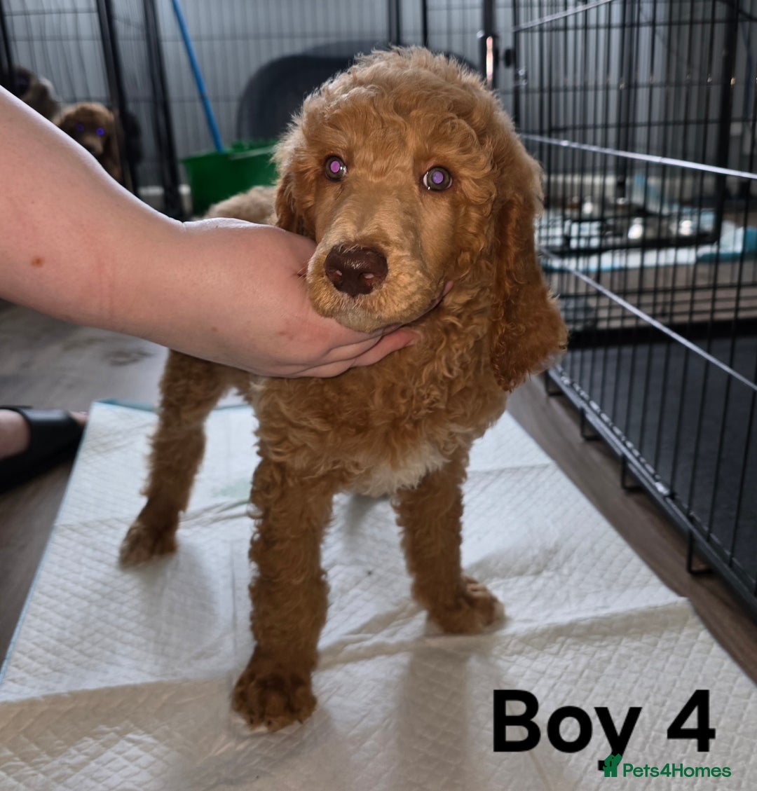 Standard Poodle dogs for sale: Standard Poodle Puppies READY TO LEAVE NOW  - Image 10