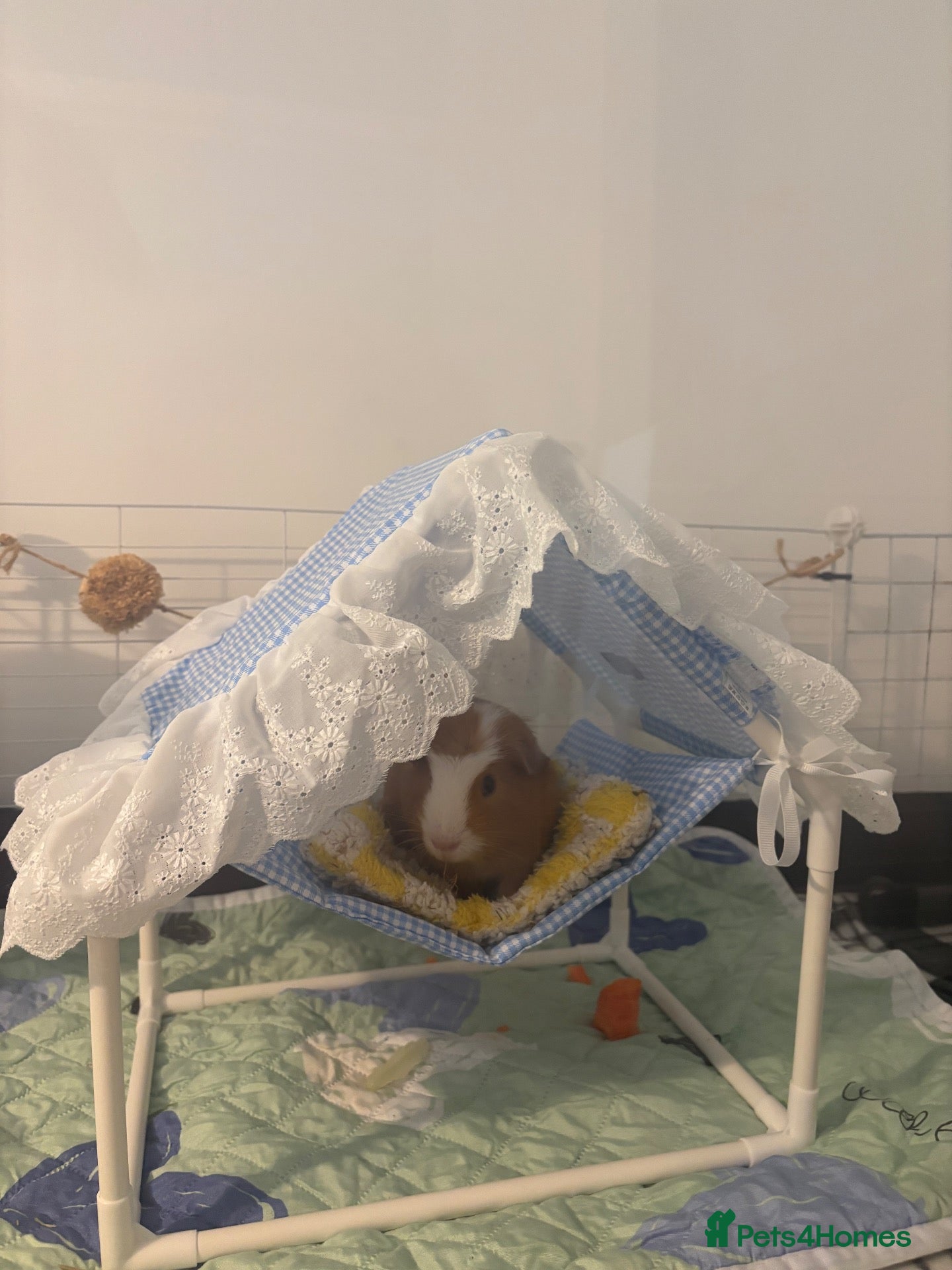 Guinea Pig rodents male guinea pig for rehoming - Advert 2