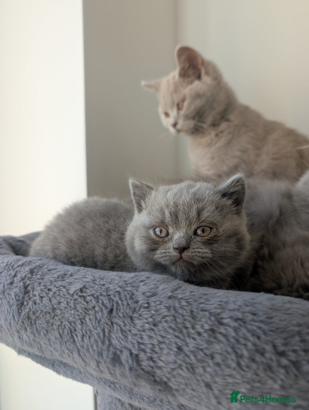 British Shorthair cats for sale: Lilac and Black British Shorthair kittens  - Image 8