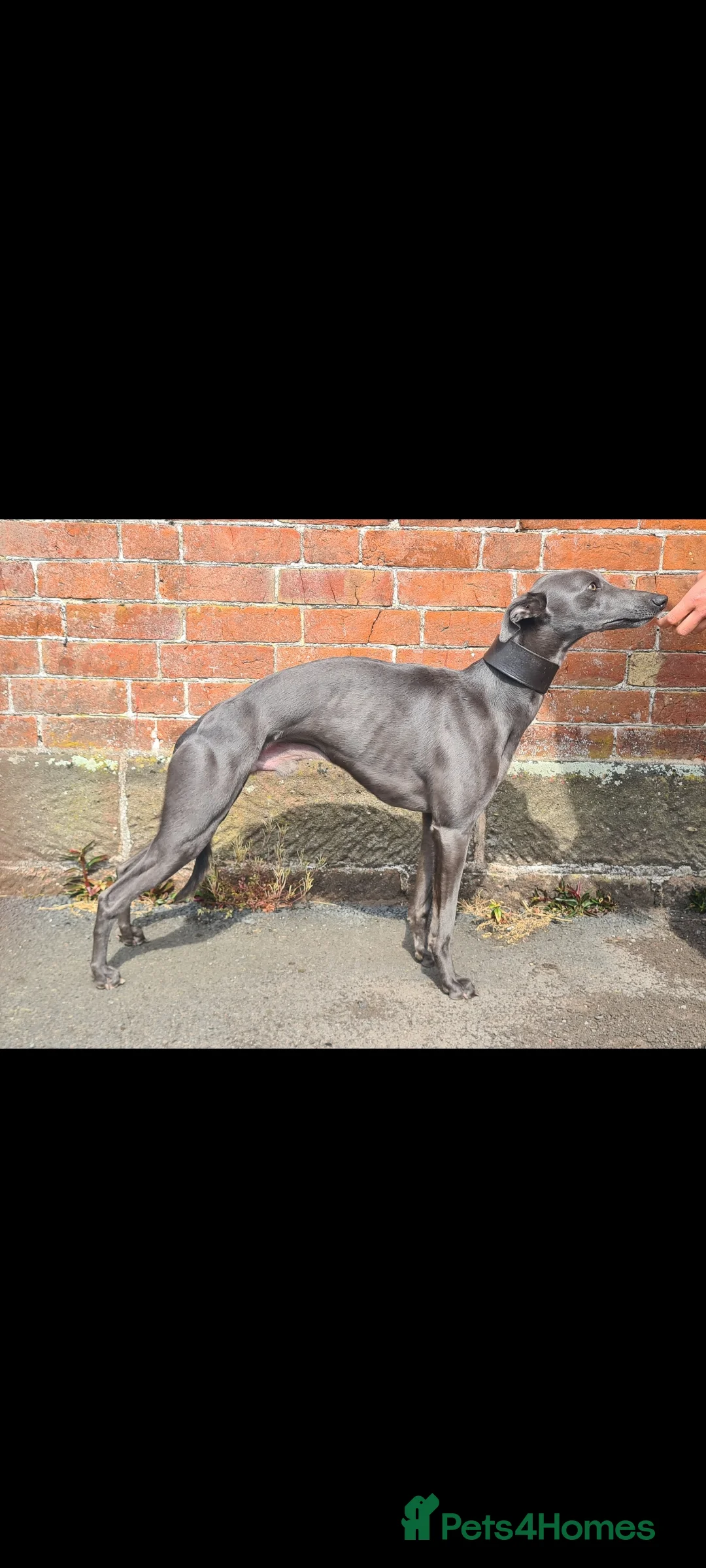 Whippet dogs for stud: KC Whippet - Heart test clear in Market Drayton - Advert 2