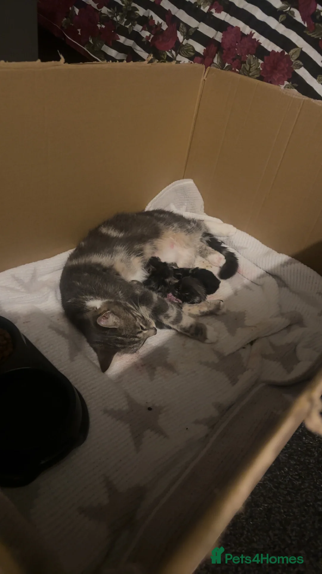 Domestic Shorthair cats for sale: Beautiful grey kitten litter  in Frome - Advert 8