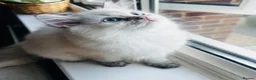 Scottish Fold cats for sale: READY **PRICE REDUCED **Top Quality Boy Kittens - Advert 7