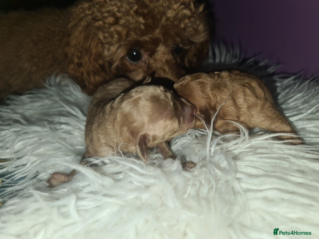 Toy Poodle dogs for sale: Beautiful toy poodle  - Advert 3