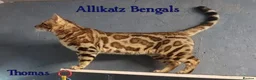 Bengal cats for stud: Quality T.I.C.A reg Bengal for stud SCOTLAND - Advert 3
