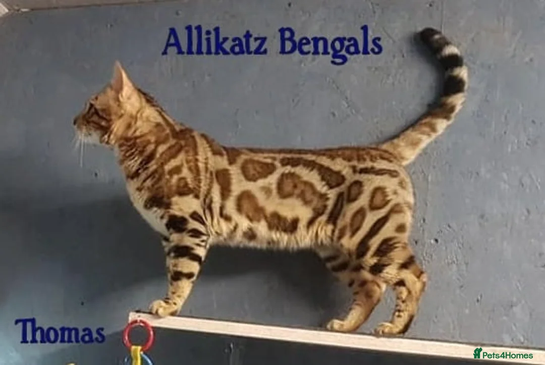 Bengal cats for stud: Quality T.I.C.A reg Bengal for stud SCOTLAND - Advert 3