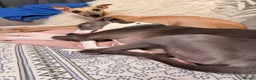 Whippet dogs for sale: Beautiful pedigree whippet puppies - Cornwall - Advert 14
