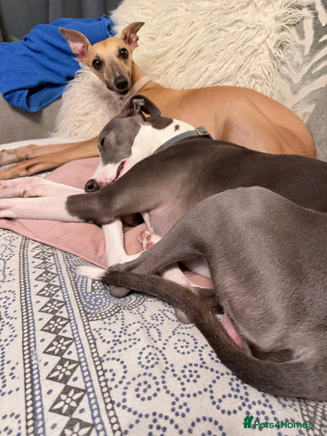 Whippet dogs for sale: Beautiful pedigree whippet puppies - Cornwall - Advert 14