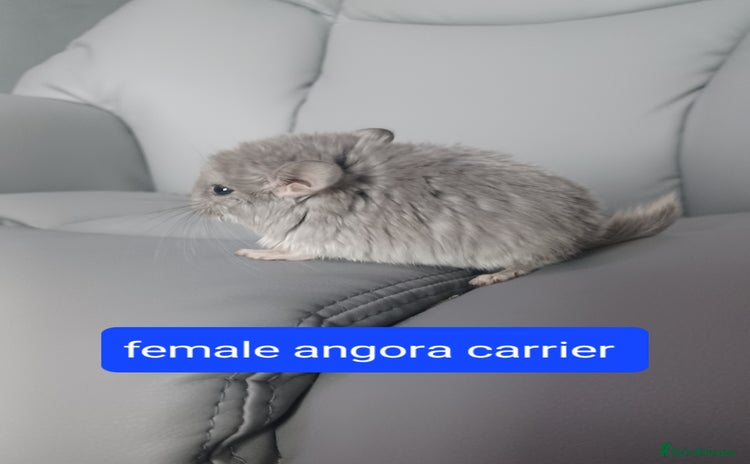 Chinchilla rodents - Advert 3